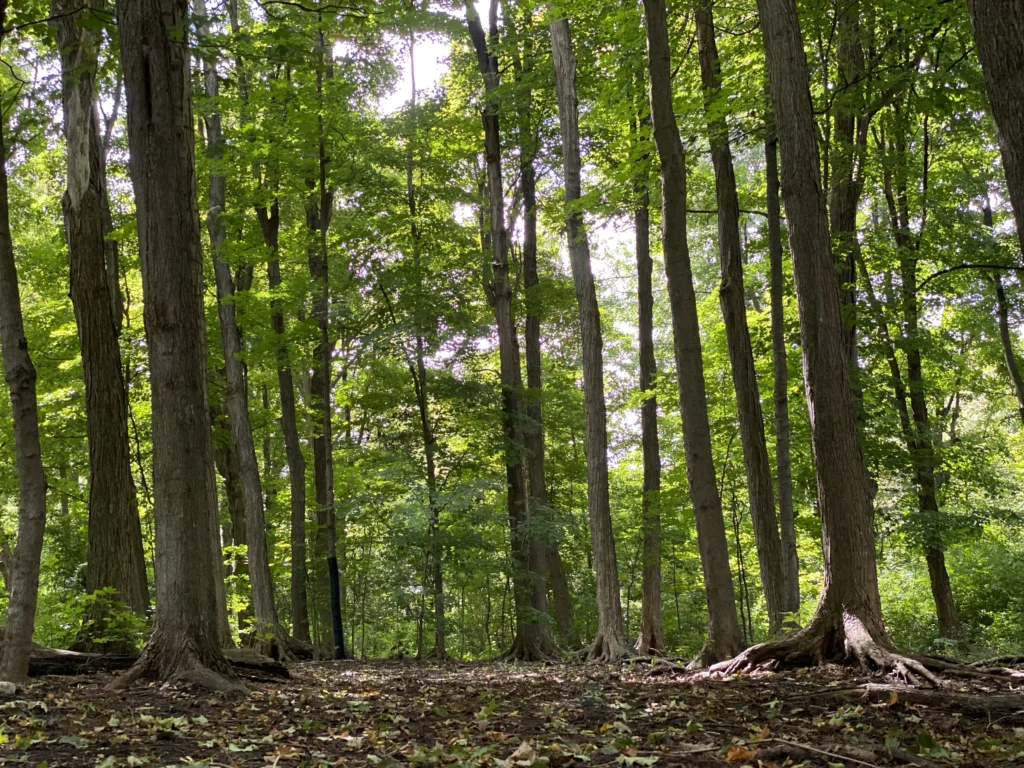 Forests 1