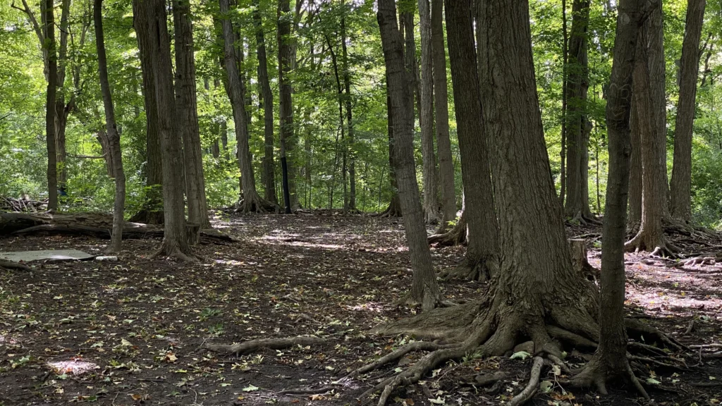 Forests 2