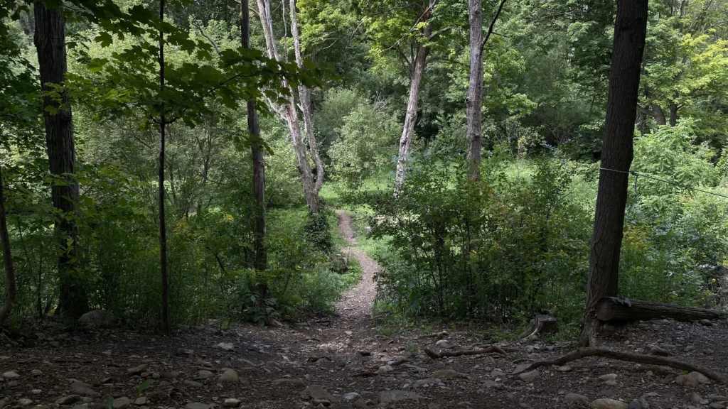 Forests 3