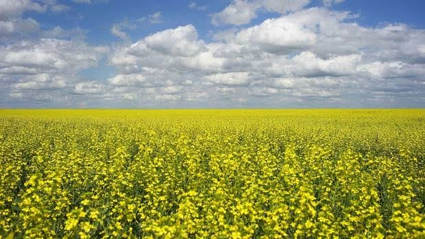 Fields / Meadows 1
