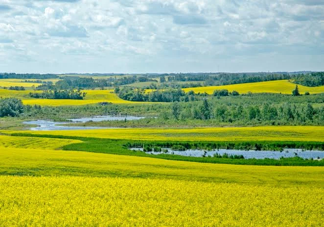 Fields / Meadows 2