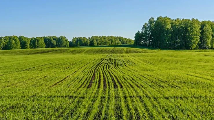 Fields / Meadows 3