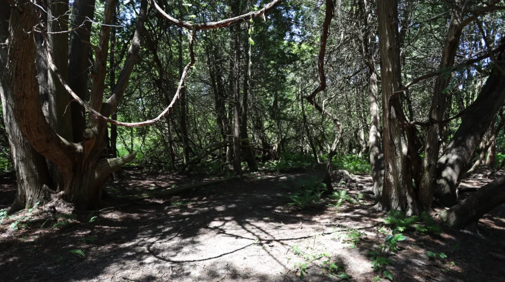 Forests 4