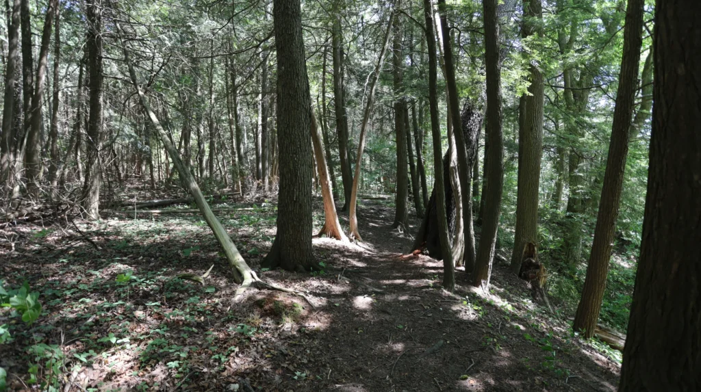 Forests 5