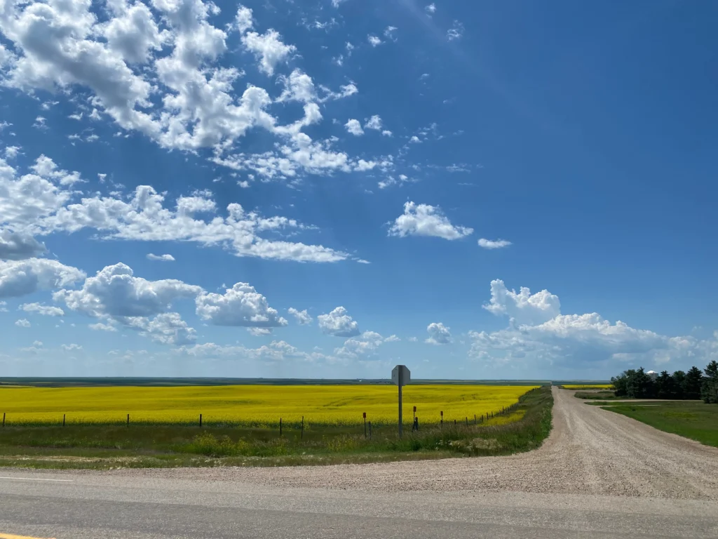 Fields / Meadows 4