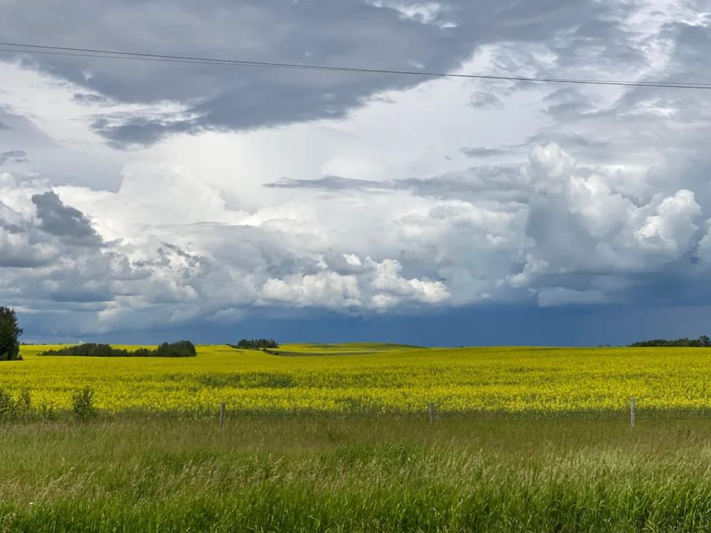 Fields / Meadows 5
