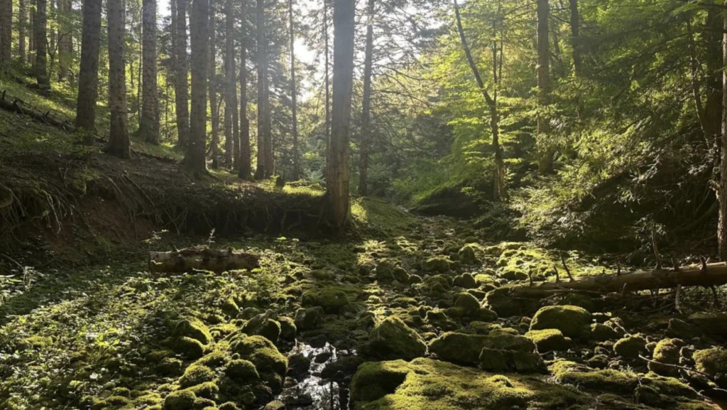 Forests 3