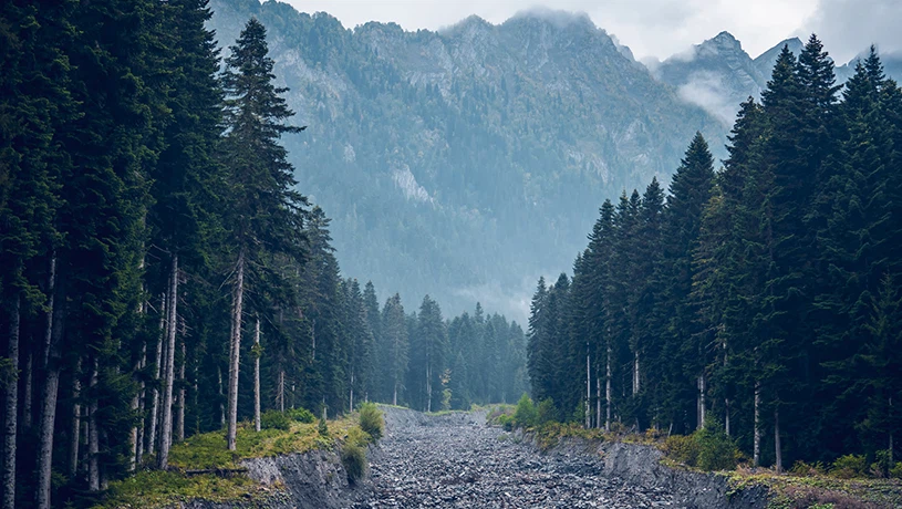 Forests 4