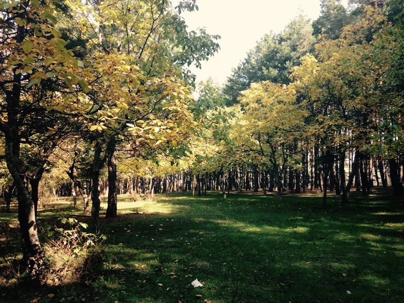 Forests 10