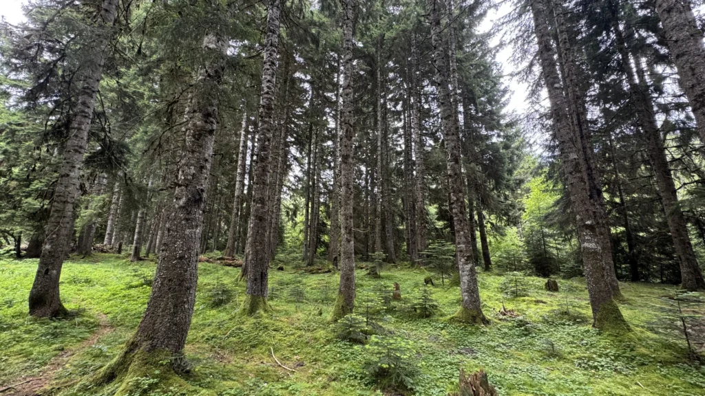Forests 11