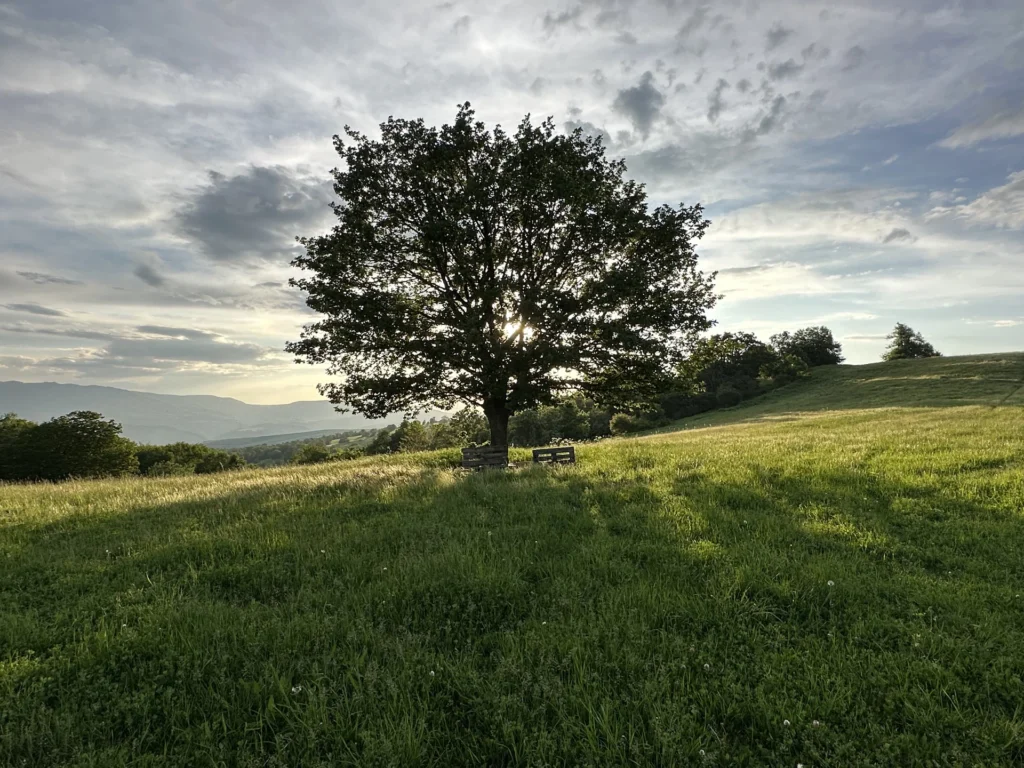 Fields / Meadows 6