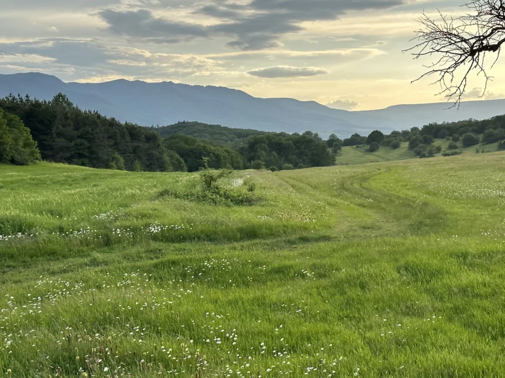 Fields / Meadows 7