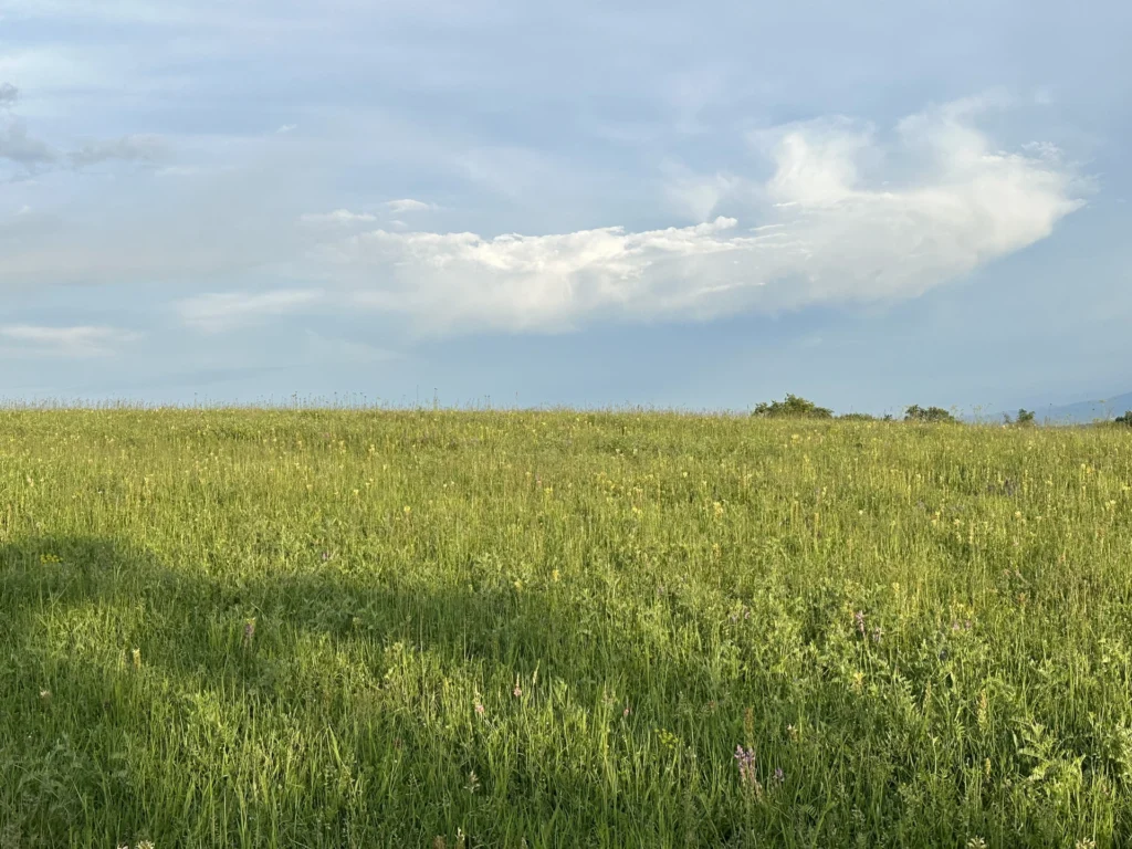 Fields / Meadows 8