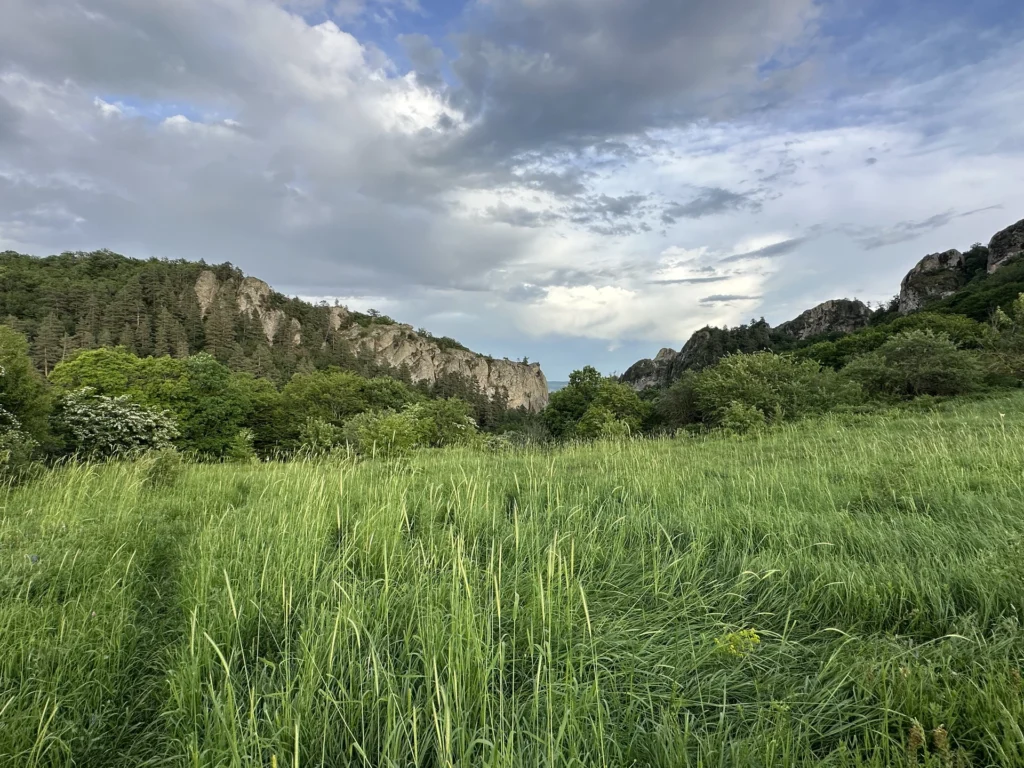 Fields / Meadows 9