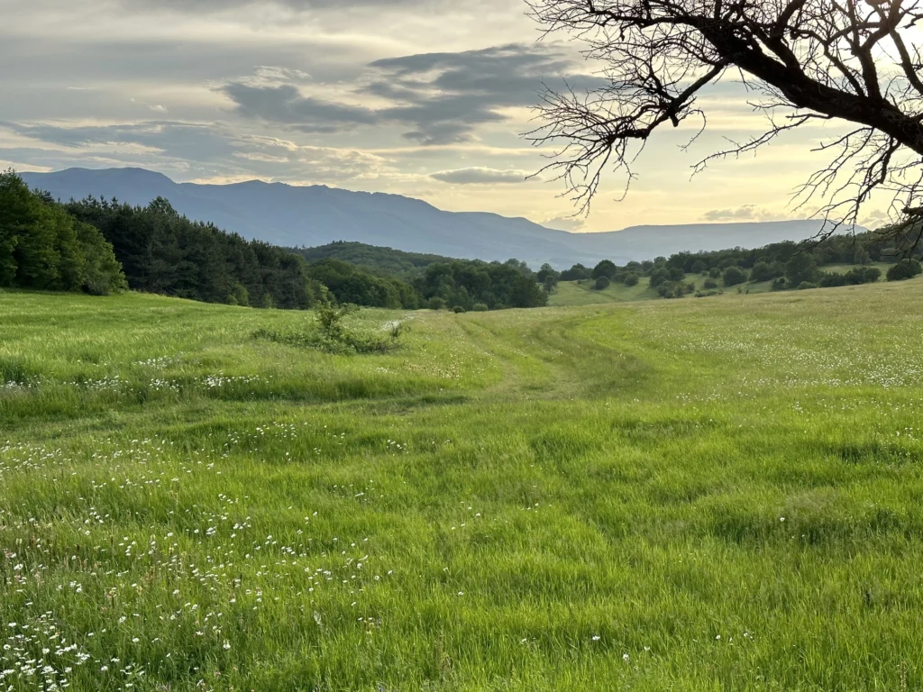 Fields / Meadows 10