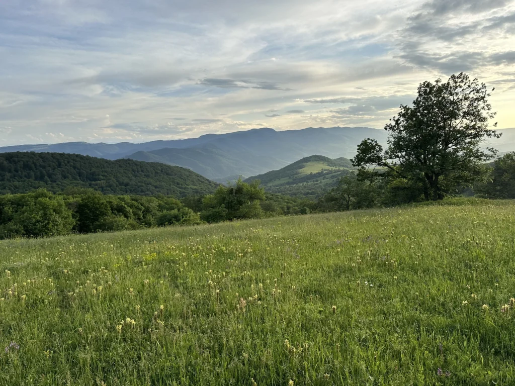 Fields / Meadows 11