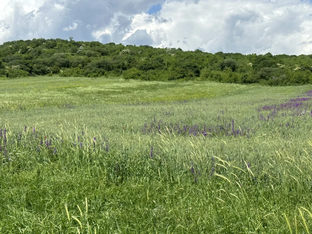 Fields / Meadows 12