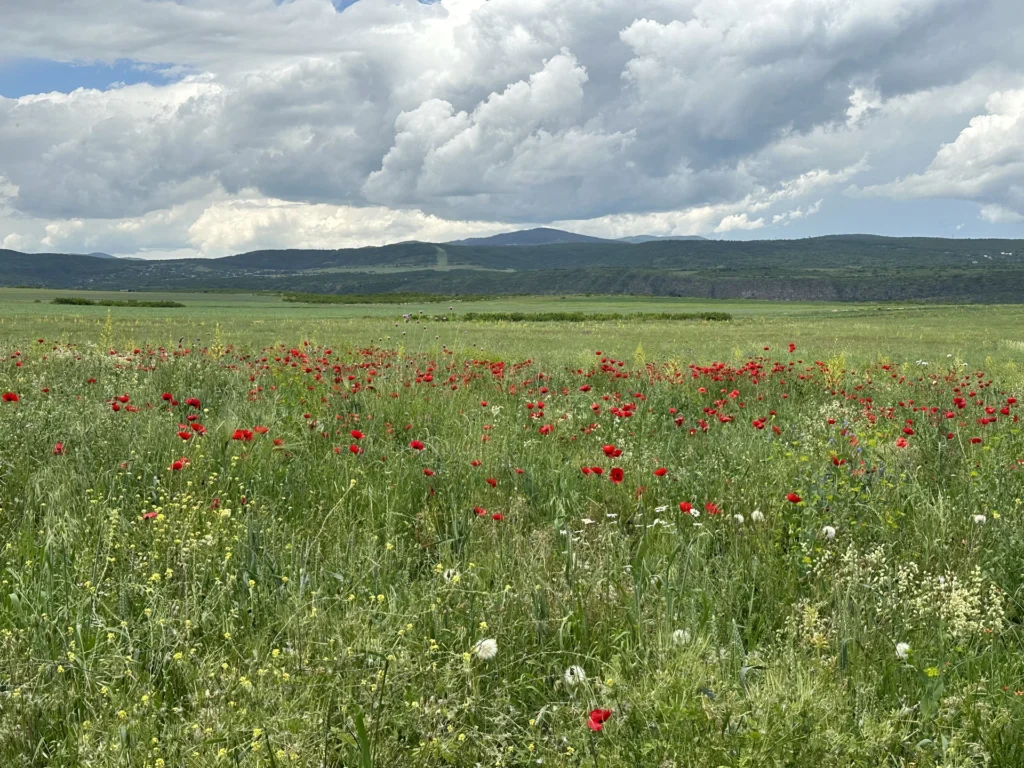 Fields / Meadows 13