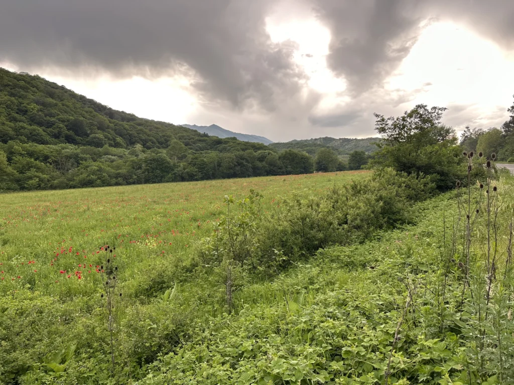 Fields / Meadows 14