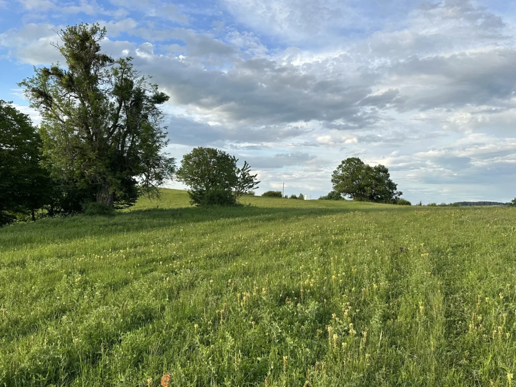 Fields / Meadows 15
