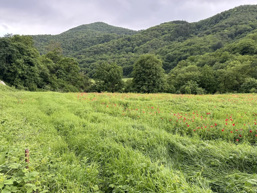 Fields / Meadows 16