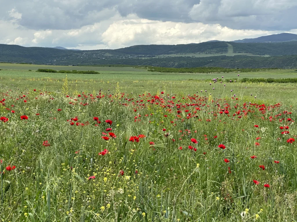 Fields / Meadows 17