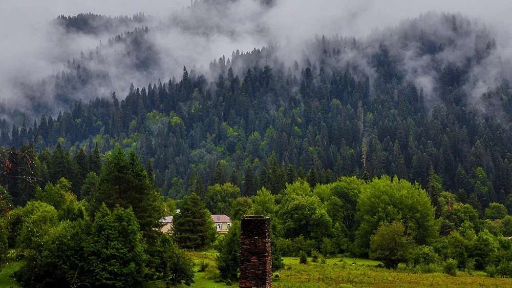 Forests 12