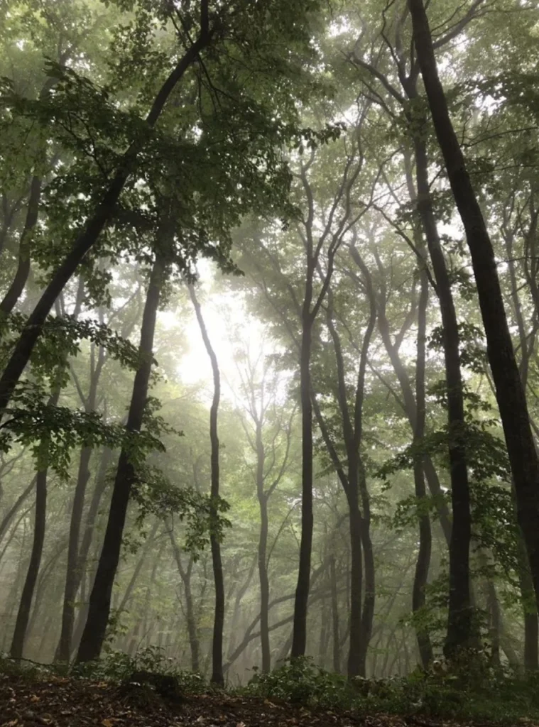 Forests 13
