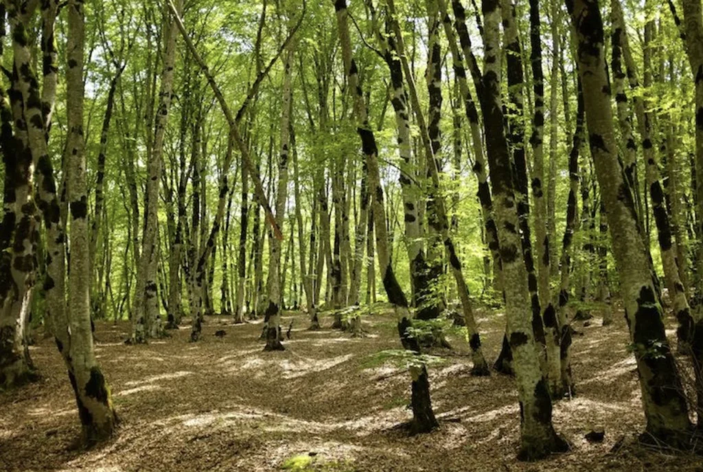 Forests 15
