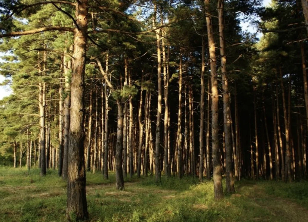 Forests 16
