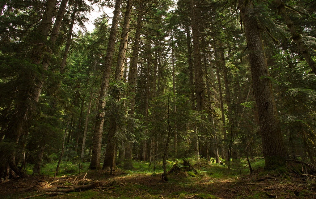 Forests 19