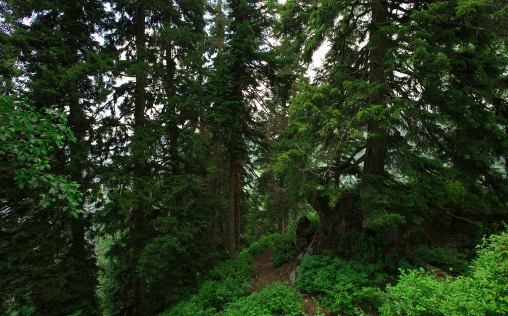 Forests 21