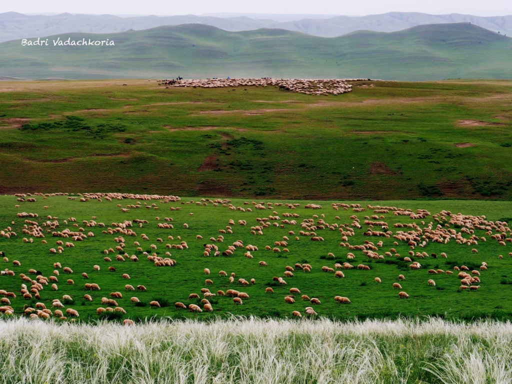Fields / Meadows 18