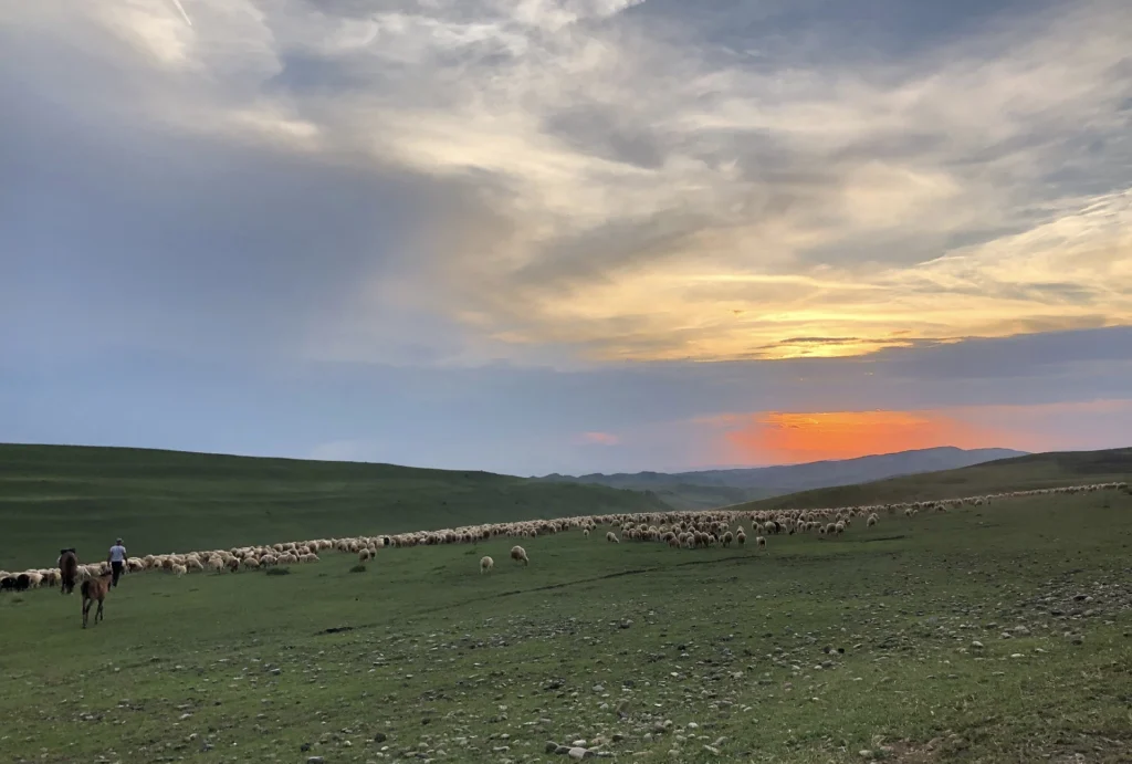 Fields / Meadows 19