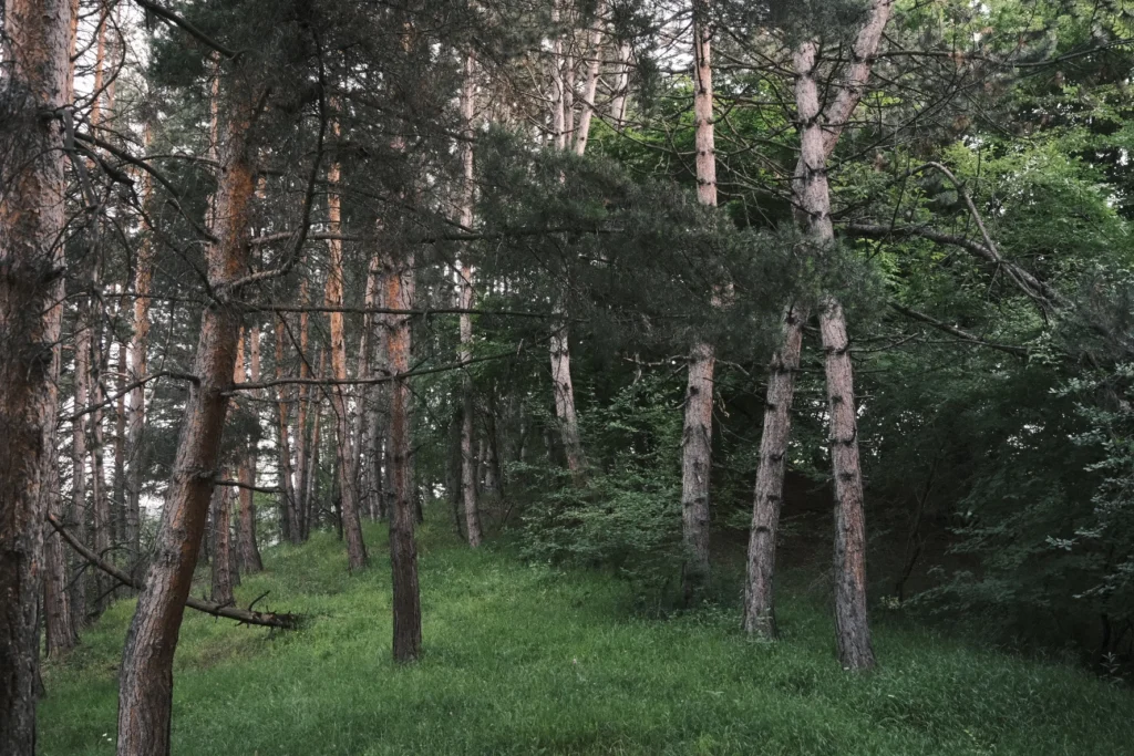 Forests 24