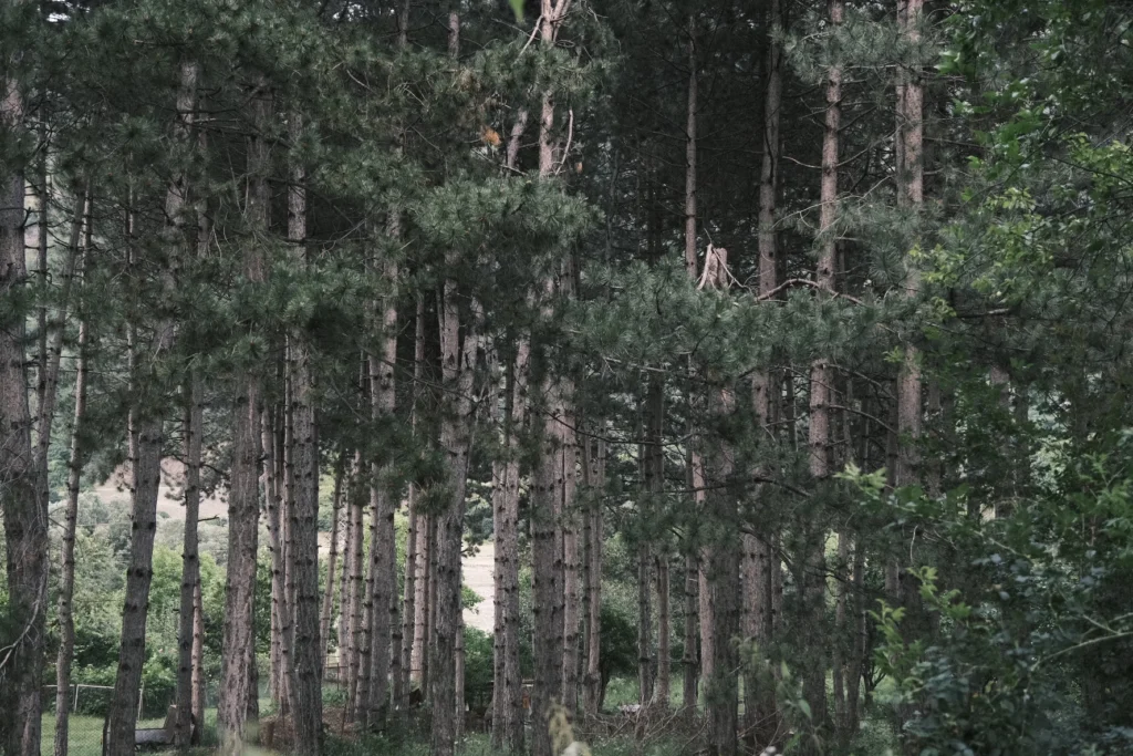 Forests 25