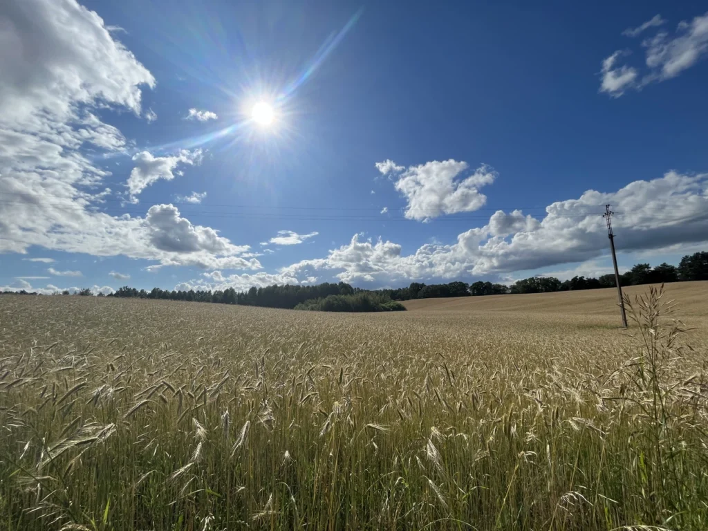 Fields / Meadows 1