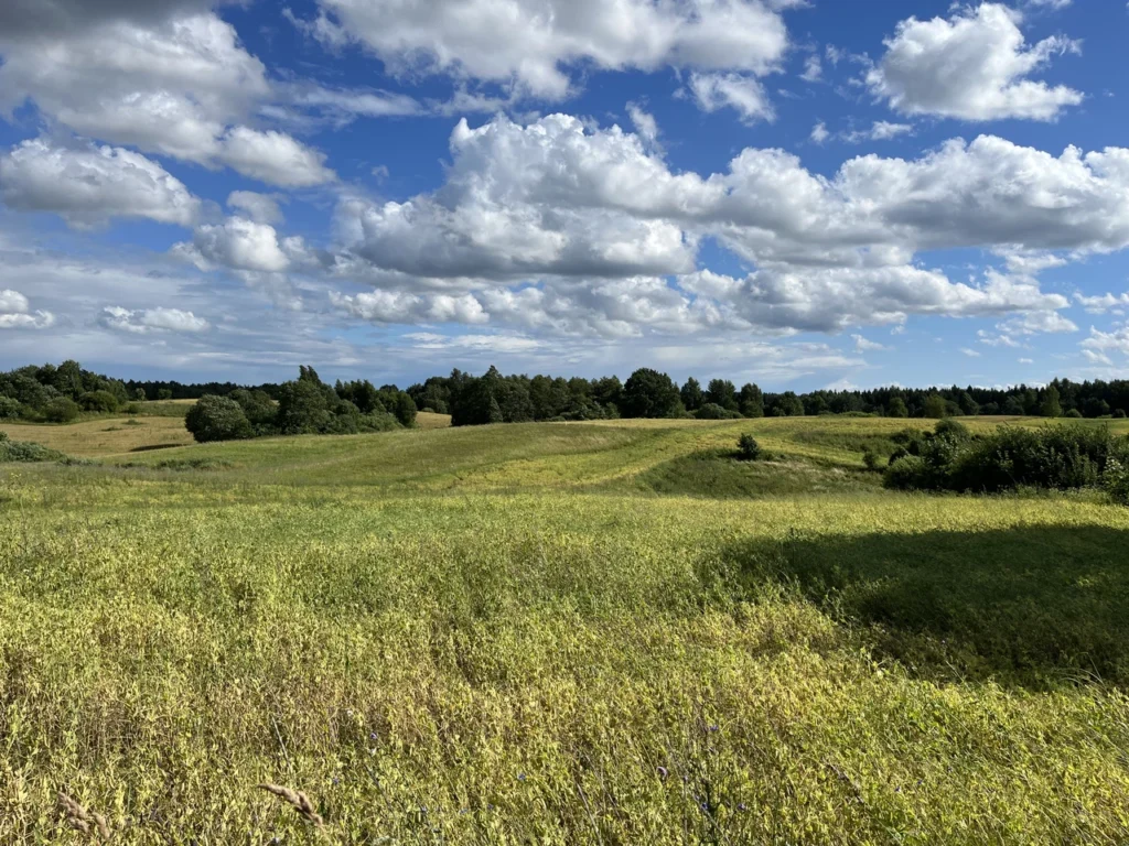 Fields / Meadows 2