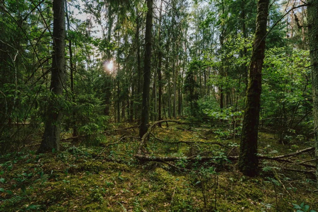 Forests 1