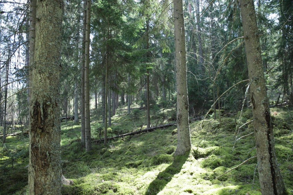 Forests 2