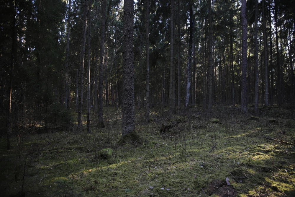 Forests 3