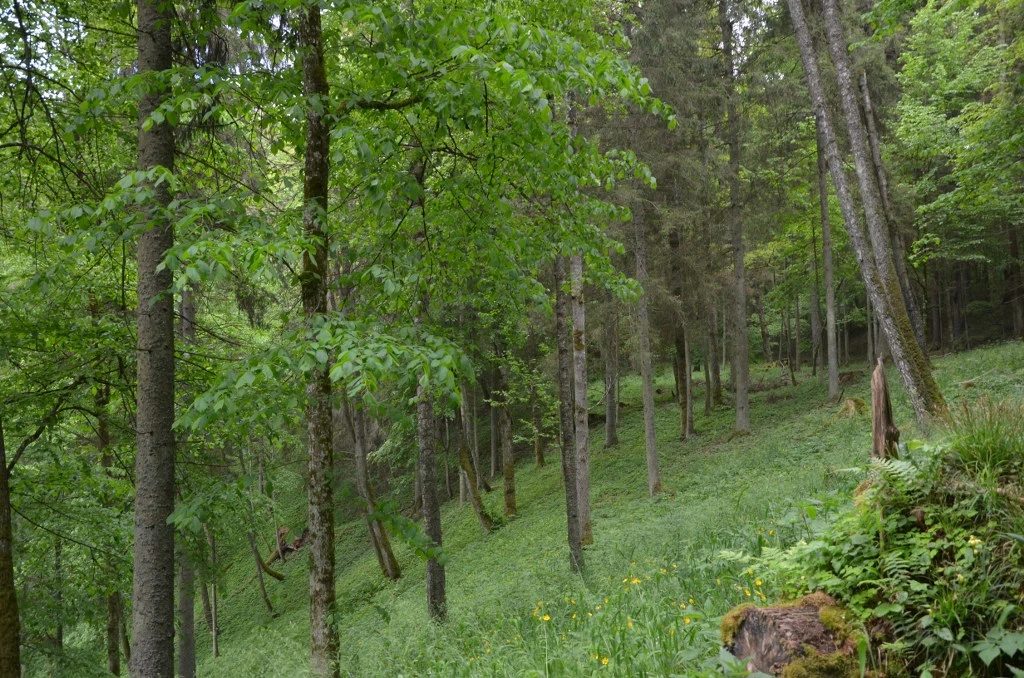 Forests 5
