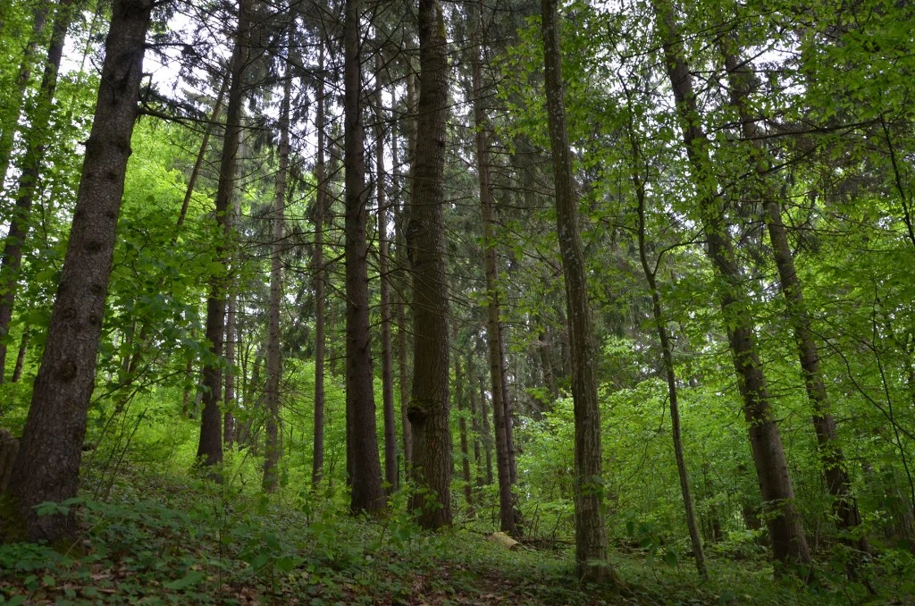 Forests 6