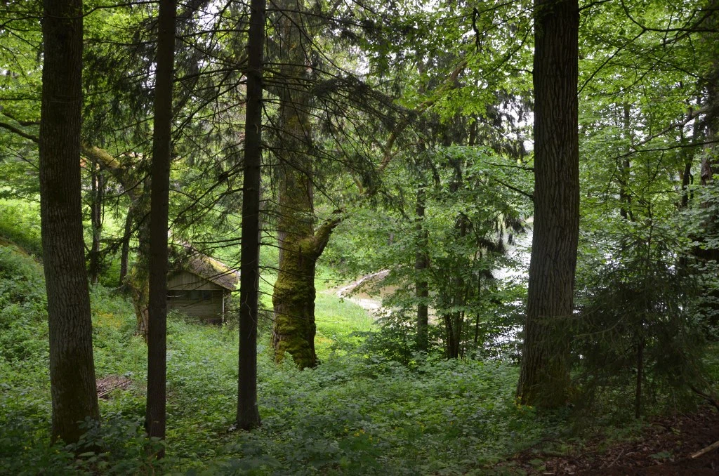 Forests 7