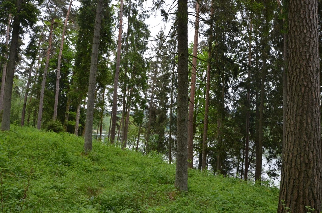 Forests 8