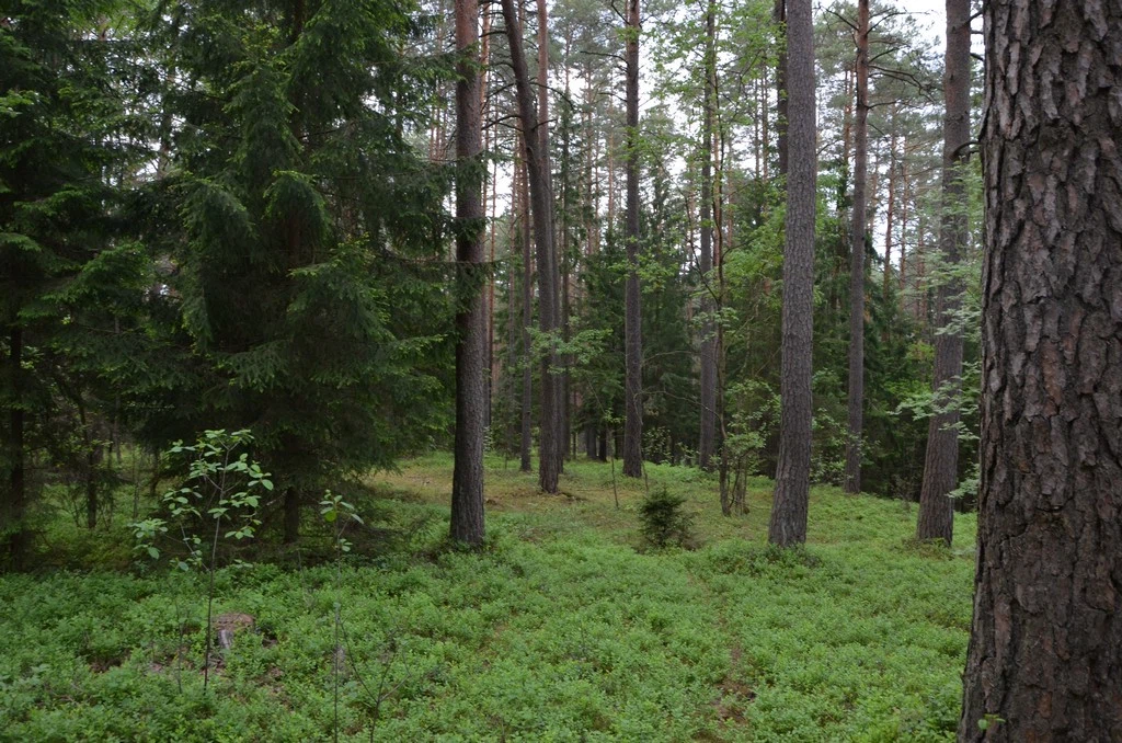 Forests 10