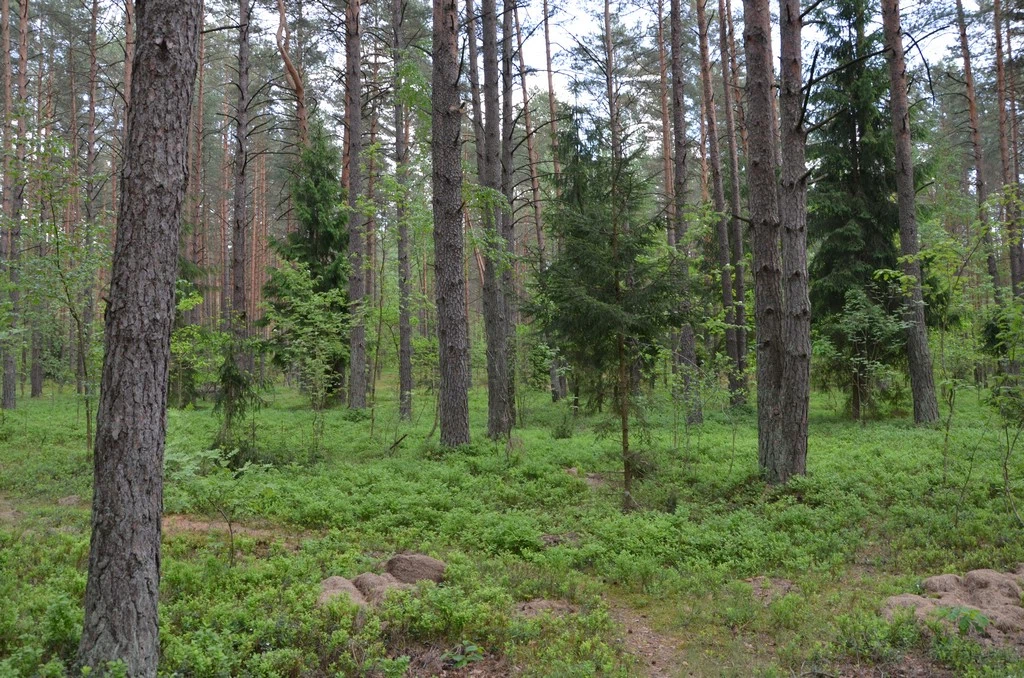 Forests 11