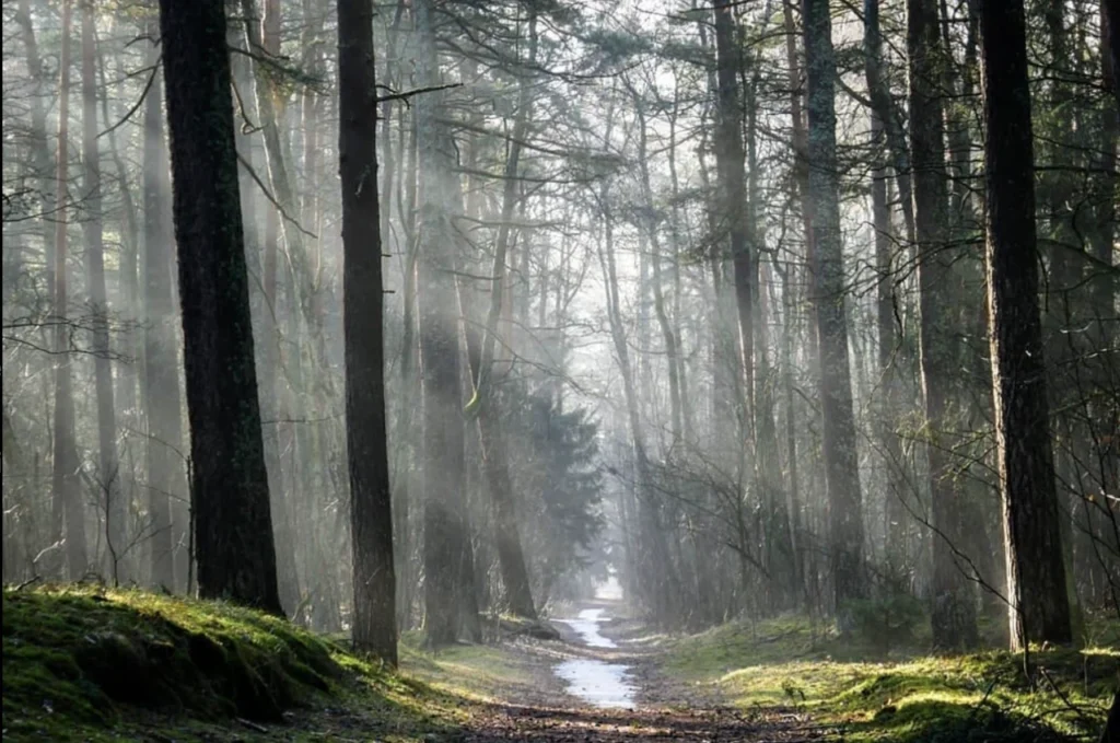 Forests 12