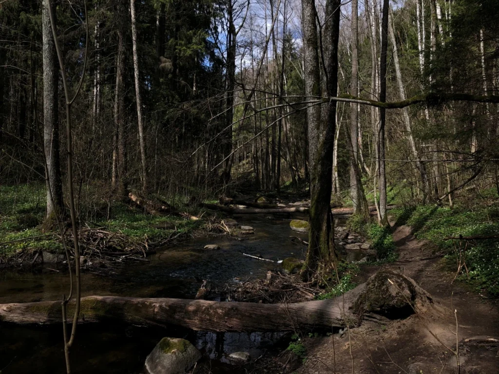Forests 13