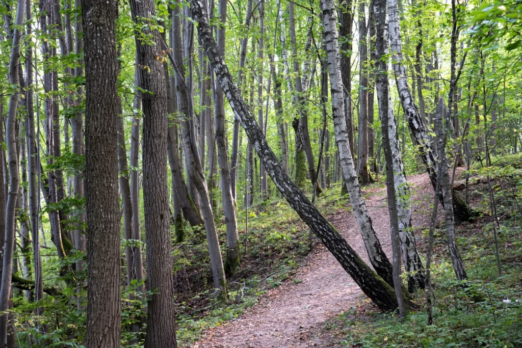 Forests 14